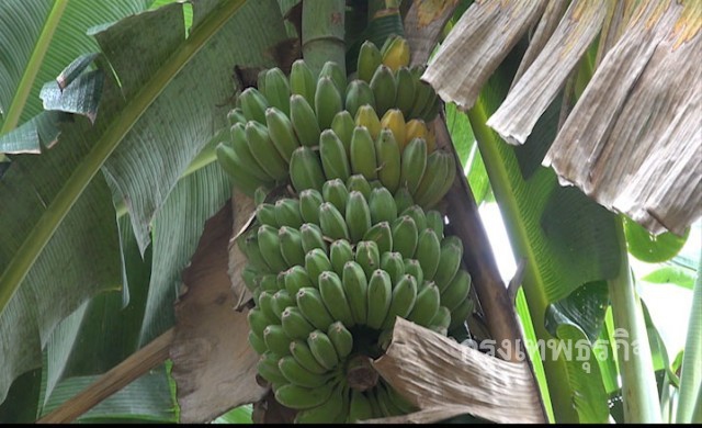 'กล้วยน้ำว้า'ราคาพุ่ง หวีละ50-70บาท