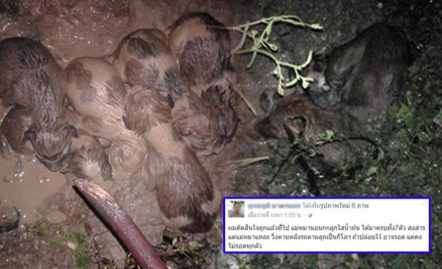 แชร์สนั่น! ชื่นชมหนุ่มช่วยลูกหมา7ตัว ขึ้นจากหลุมโดนน้ำท่วม