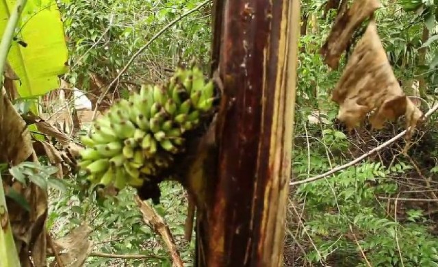 ฮือฮา! เครือกล้วยโผล่หวีกลางลำต้น นับได้19หวี 