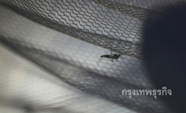 พบคนไทยติดไวรัสซิกาอีก 2 รายที่เชียงใหม่