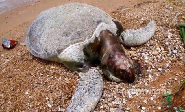 พบซากเต่าตนุขนาดใหญ่ เกยติดหาดบ้านอำเภอ