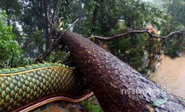 ต้นสนอายุกว่า100ปี โค่นทับบันไดพญานาคดอยสุเทพ