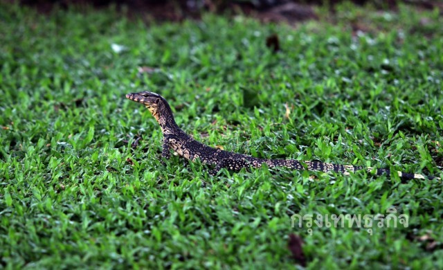 กทม.จัดระเบียบสวนลุมฯ กวาดล้างตัวเงินตัวทอง'