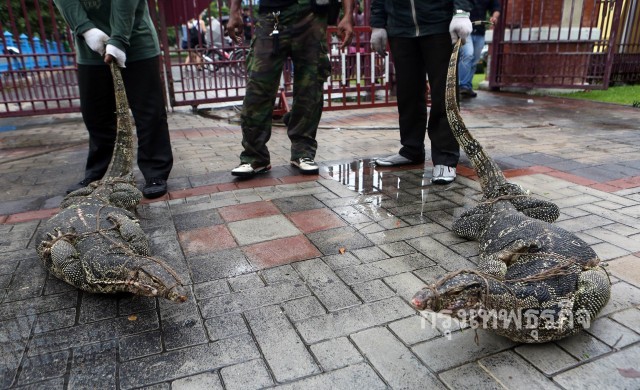 ปฏิบัติการล้างบาง 'เหี้ย'