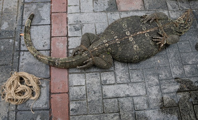 นําตัวเงินตัวทอง40ตัว ส่งสถานีเพาะเลี้ยงสัตว์ป่าเขาสน