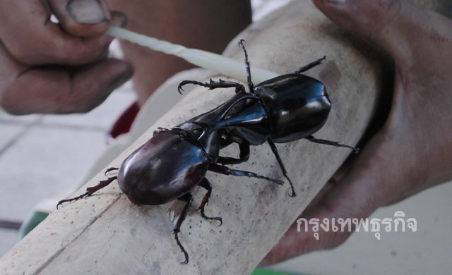 ฤดูกาล'ชนกว่าง'เริ่มแล้ว ซื้อขายถึงตัวละหลักแสน