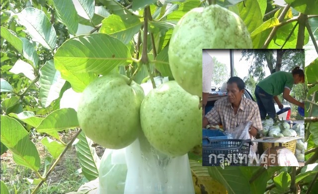 รื้อสวนผักหนีน้ำท่วม ปลูกฝรั่งกิมจูรายได้ดี ปีเดียวคืนทุน