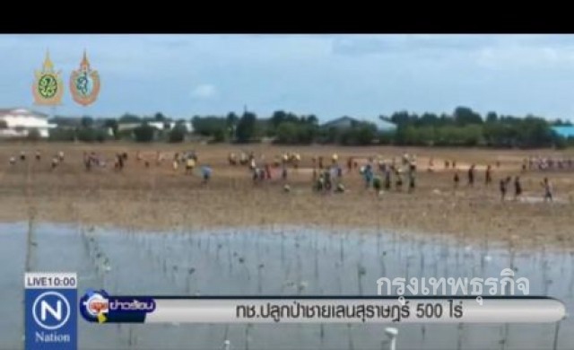 ทช.ปลูกป่าชายเลนสุราษฏร์ 500 ไร่