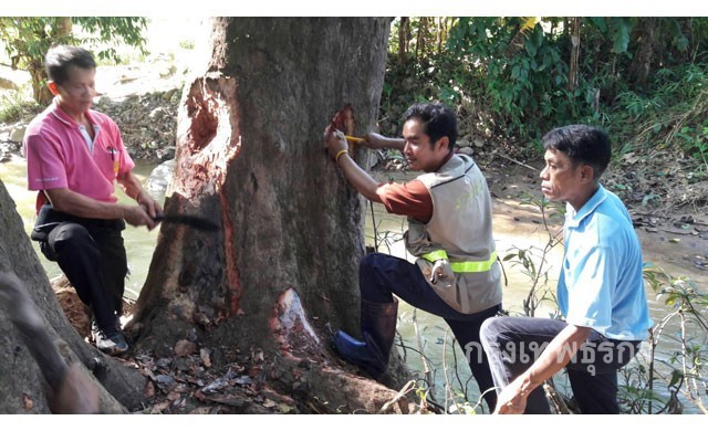 ช่วยชีวิตต้นไม้ยักษ์ ถูกลอบเจาะยัดยาฆ่าแมลง