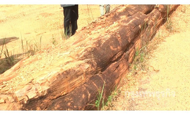 ชาวขอนแก่นตะลึง! พบซาก'ต้นไม้กลายเป็นหิน' อายุกว่า9แสนปี