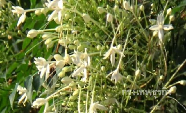 'ดอกปีบ'พันธุ์ไม้มงคลพระราชทาน ขาวบานสะพรั่งที่พิษณุโลก
