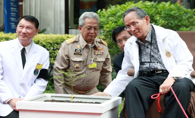 ต้นไม้ของพระราชา 