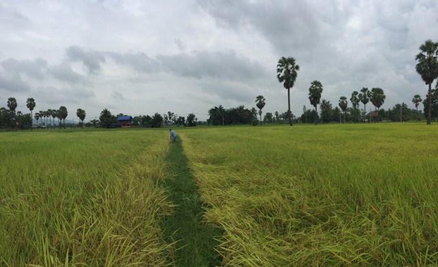 วันพรุ่งของทุ่งข้าว