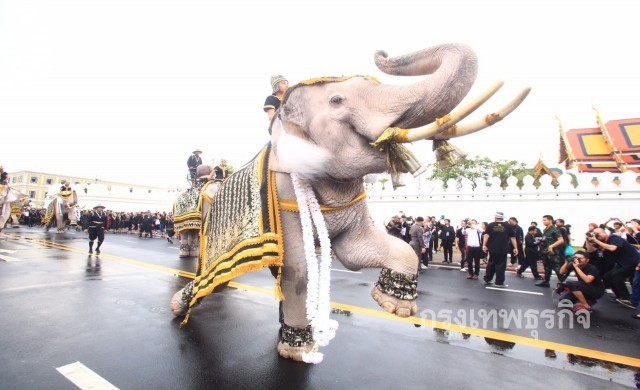 คลิปช้าง11เชือกแสดงความอาลัย หน้าพระบรมมหาราชวัง