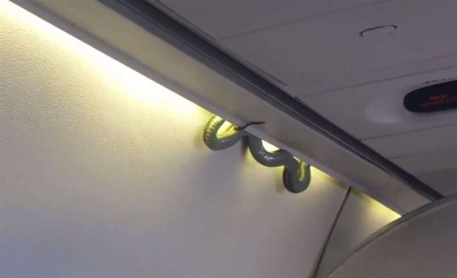 อึ้ง! เจองูบนชั้นเฟิร์สคลาส (มีคลิป)