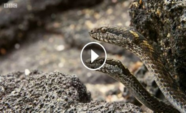 ระทึกขวัญ! กองทัพงูเปิดฉากไล่ล่า 'อีกัวน่า'