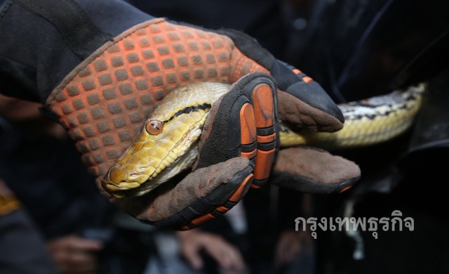 จับ 'งูเหลือม' โผล่กลางทำเนียบรัฐบาลได้แล้ว