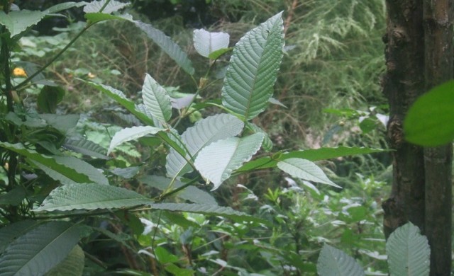 ใบกระท่อม ออกฤทธิ์คล้ายฝิ่น