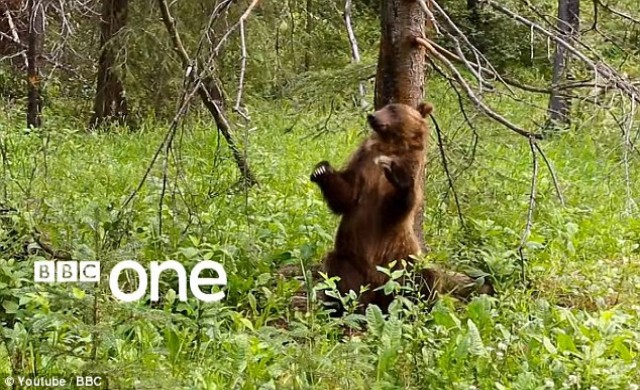 เผยคลิปหมีเต้นเซ็กซี่ยอดวิวทะลุ 2 ล้าน