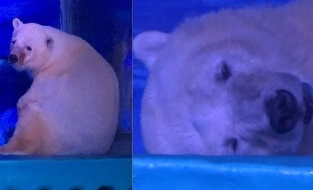 กลุ่มสิทธิสัตว์จี้ย้ายหมีเศร้าถาวร