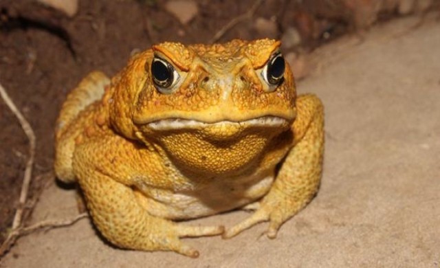 ไส้กรอก 'คางคก' ช่วยสัตว์พื้นเมืองออสซี