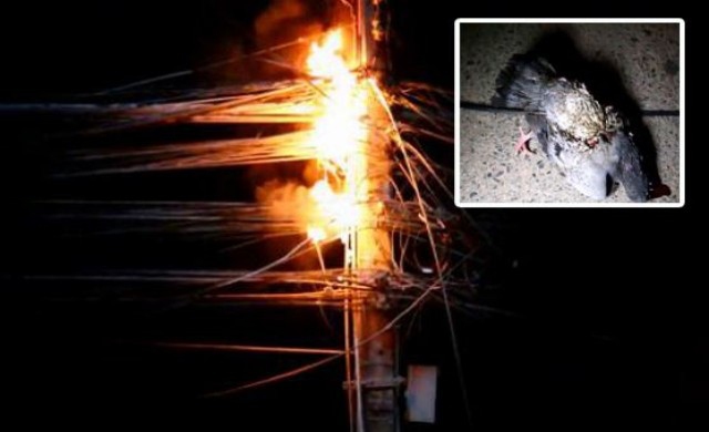 นกพิราบเกาะสายไฟ หม้อแปลงตูมสนั่นตายอนาถ