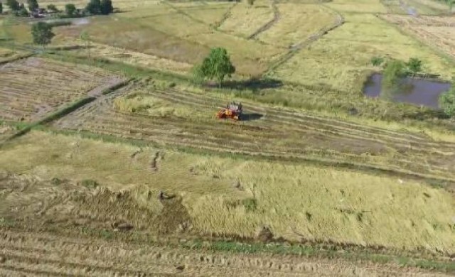 ชาวนาเร่งเกี่ยวข้าวหนีน้ำเขื่อนอุบลรัตน์