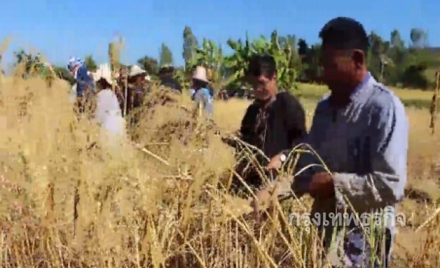 ฟื้นประเพณีลงแขกเกี่ยวข้าว ลุยนาแปลงใหญ่ที่เขาวงกว่า3พันไร่