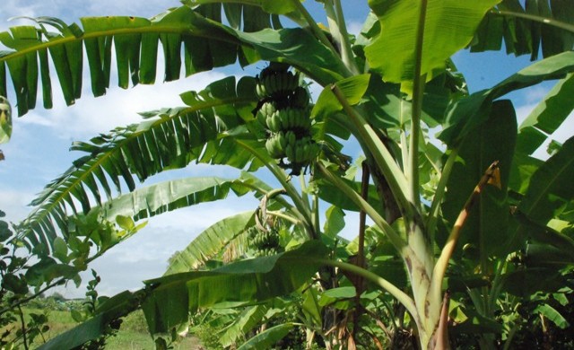 เรื่องกล้วยสุก กล้วยดิบ...ช่วยปากท้อง 