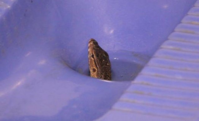 อีกแล้ว! 'ลูกตัวเงินตัวทอง' โผล่คอห่าน 