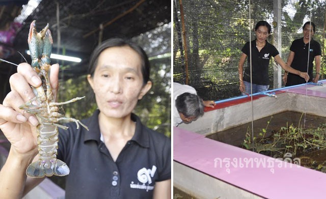 สาวโรงงานทิ้งเงินเดือน5หมื่น เลี้ยงกุ้งก้ามแดงได้เดือนละแสน