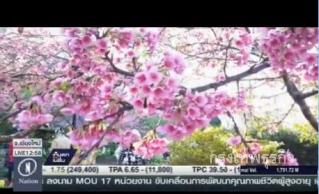 'ซากุระอ่างขาง' บานสะพรั่ง รับนักท่องเที่ยว