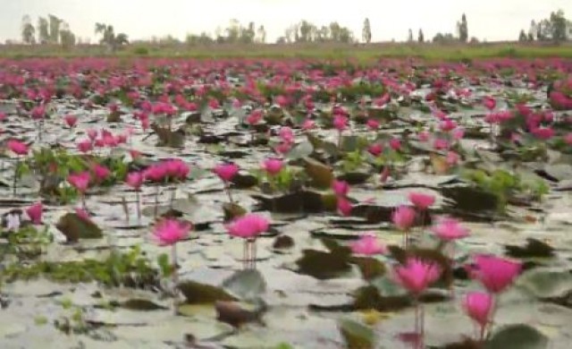 ทะเลบัวแดงอุดรธานี บานรับนักท่องเที่ยวฤดูหนาว