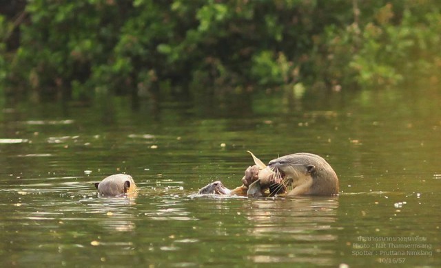 “เหี้ย” มากเพราะ “นาก” หาย