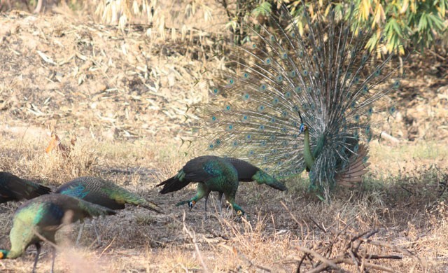 นกยูงหนีหนาวออกจากป่า รำแพนผิงแดด จับคู่ผสมพันธ์ที่อ.ลี้
