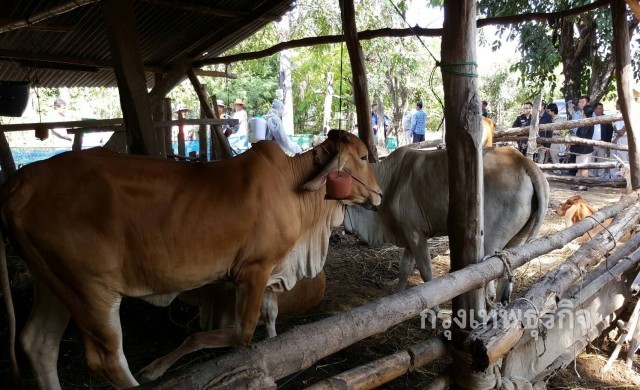 สั่งปิดตลาดนัดโคกระบือ พร้อมตั้งด่านตรวจเข้ม 