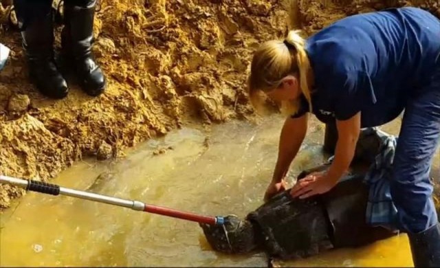  ช่วย 'เต่าอัลลิเกเตอร์' ติดท่อระบายน้ำ (ชมคลิป)