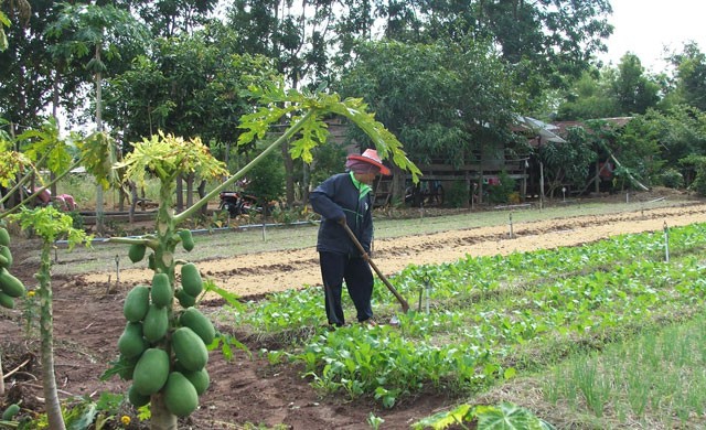 ยึดหลักเศรษฐกิจพอเพียง ปลูกผักขาย รายได้วันละ2พันบาท