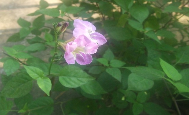 อ่อมแซบ ผักพื้นบ้านบรรเทาอาการหอบหืด 