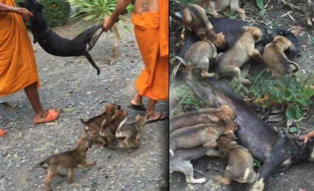 สุดเวทนา! ลูกหมา4ตัว ดูดนมแม่ร่างไร้วิญญาณ