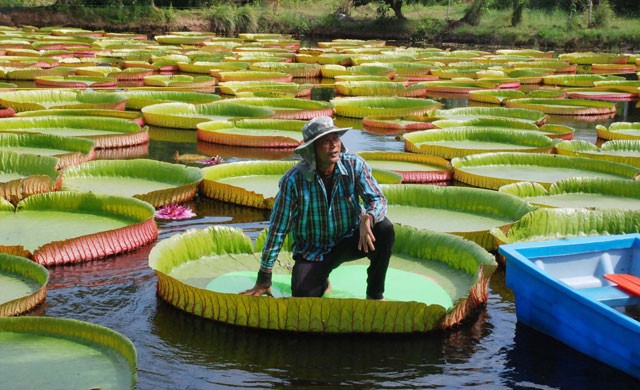 ชาวบ้านวัดจันทร์ ปลูกบัววิคเตอเรีย ฮือฮาใบใหญ่2เมตร