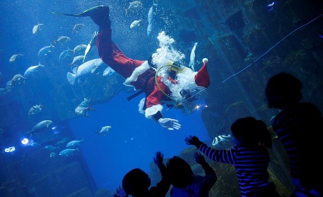พิพิธภัณฑ์สัตว์น้ำฝรั่งเศสแสดงซานต้าดำน้ำ