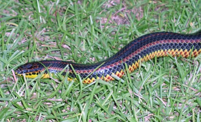 พบสัตว์พันธุ์ใหม่ลุ่มน้ำโขง  163 ชนิด