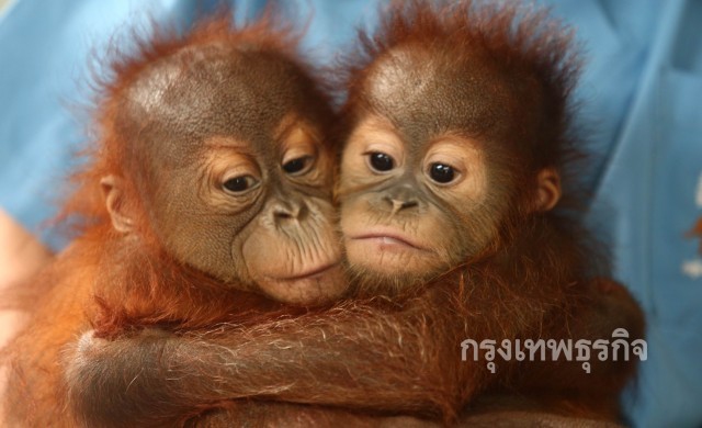 ล่อซื้อลูกอุรังอุตัง7แสนอ้างนำเข้าจากอินโดฯ