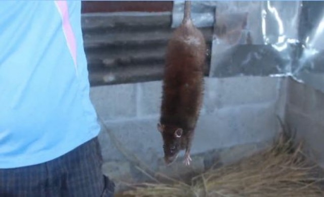 อาชีพใหม่ทำฟาร์มเลี้ยงหนูนา โกยเงินเดือนละครึ่งแสน