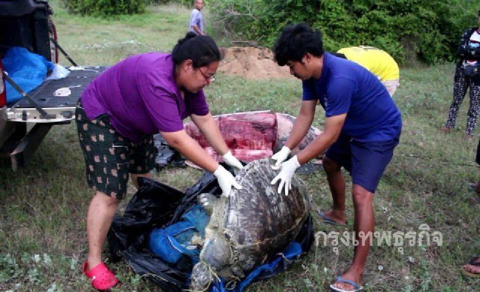 ทีมสัตวแพทย์ตรวจซากเต่าตนุ-โลมาอิรวดี หาสาเหตุการตาย