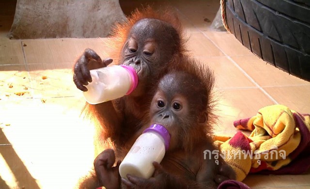 ส่ง2ลูกลิงอุรังอุตังของกลาง มาดูแลที่สถานีฯเขาประทับช้าง