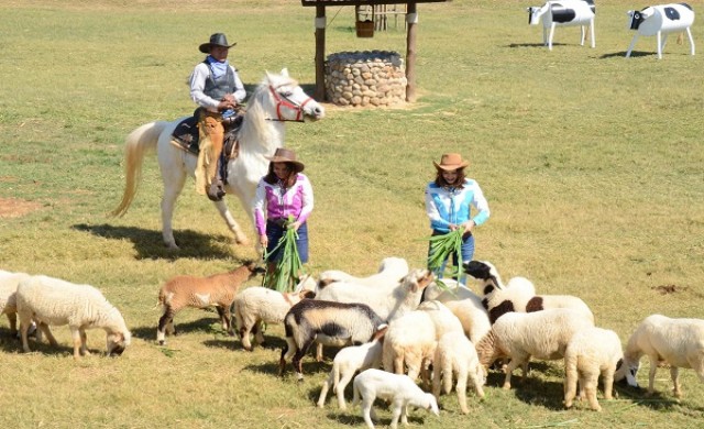 ‘ฟาร์มโชคชัย’ชี้ท่องเที่ยวเชิงเกษตรยอดพุ่ง