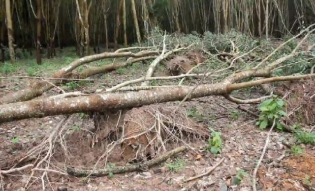 ลมกระโชกแรงพัดกระหน่ำ สุราษฎร์ฯ ต้นยางหักโค่นกว่า1,000ต้น 