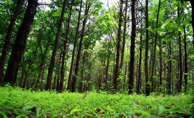 สวนป่าแห่งความสุข 